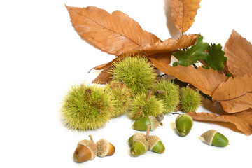 oak leaves with dry chestnut leaves with curls and acorns isolated on white. Autumn background.