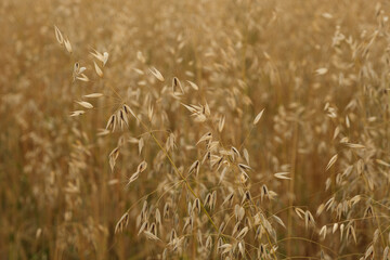 Blick in ein reifes Getreidefeld mit Hafer im Spätsommer