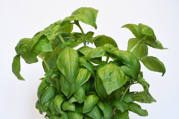 Fresh sprigs of basil isolated on white background. basic ingredient for famous pesto sauce. Original dish pesto alla genovese is a sauce originating in Genoa.
