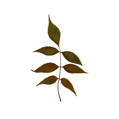 Branch wih five autumn brown, orange and green leaves