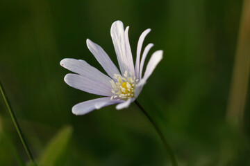 Obraz premium Beautiful park flowers in vivid colors