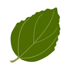 Summer green leaf. Isolated on white background. Vector illustration.