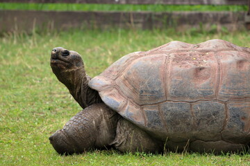Obraz premium Lonely giant turtle in zoo in prag in czech in spring on holiday.