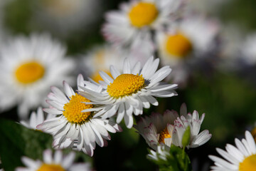 Obraz premium Beautiful park flowers in vivid colors