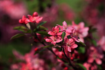 Beautiful park flowers in vivid colors
