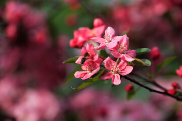 Beautiful park flowers in vivid colors