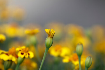 Beautiful park flowers in vivid colors