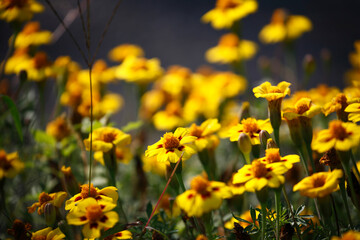 Beautiful park flowers in vivid colors
