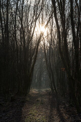 last sun beams on mystery forest path