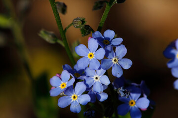 Beautiful park flowers in vivid colors