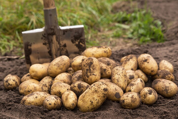 Organic potato harvest close up. Freshly harvested potato with shovel on soil in farm garden