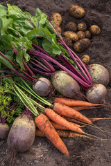 Bunch of organic beetroot and carrot, freshly harvested potato on soil in garden. Autumn harvest of...