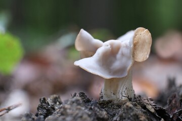 Amazing mushroom Helvella crispa, also known as the white saddle, elfin saddle or common helvel. Often described as an edible mushroom.