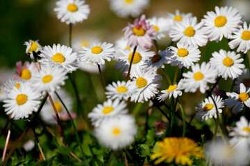 Fototapeta premium Beautiful park flowers in vivid colors