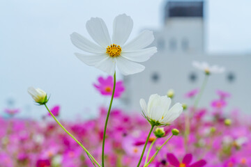 コスモス畑