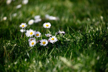 Beautiful park flowers in vivid colors