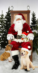 Santa with pups