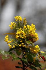 Beautiful park flowers in vivid colors