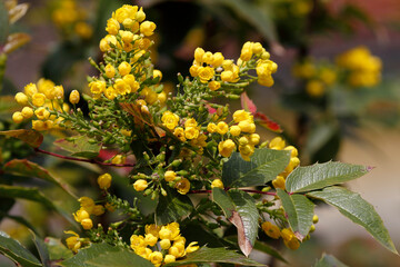 Beautiful park flowers in vivid colors