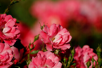 Beautiful park flowers in vivid colors