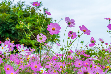 コスモス畑