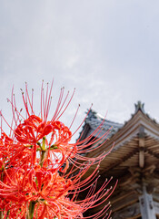 Higanbana (Red Spider Lilly) 
Many Japanese think this flower is related to death & can be found at a lot of temple grounds or around cemeteries. 
They were originally from China & Korea 