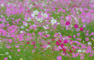 コスモス畑