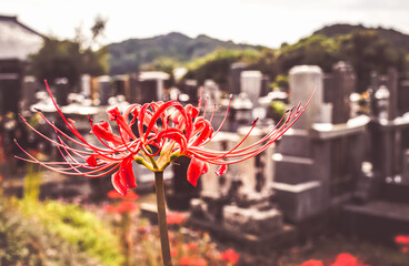 Higanbana (Red Spider Lilly) 
Many Japanese think this flower is related to death & can be found at a lot of temple grounds or around cemeteries. 
They were originally from China & Korea 