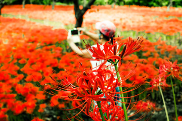 Higanbana (Red Spider Lilly) 
Many Japanese think this flower is related to death & can be found at a lot of temple grounds or around cemeteries. 
They were originally from China & Korea 