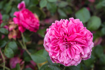 Fototapeta premium roses after a rain in autumn