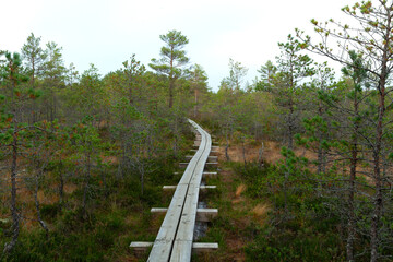 Fototapeta na wymiar Viru Raba, Lehemaa National Park, Estonia
