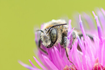 a bee sits on a Thistle flower