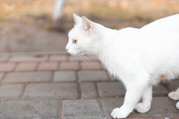 Fototapeta premium White cat walking on sidewalk next to street