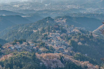 Fototapeta premium 上千本から見る吉野山の桜