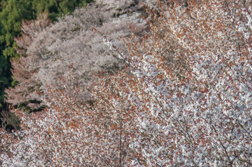 上千本付近の吉野山の桜
