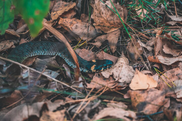 snake in the forest