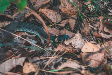 snake in the forest