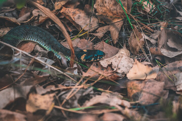 snake in the forest