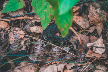 snake in the forest