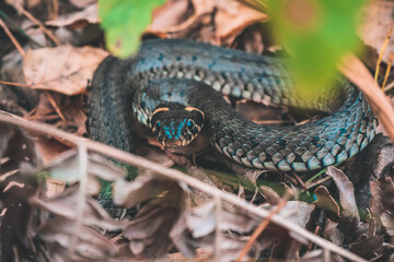 snake in the forest