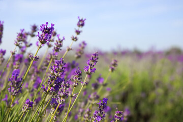 Beautiful blooming lavender field on summer day, closeup