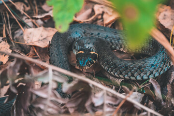snake in the forest