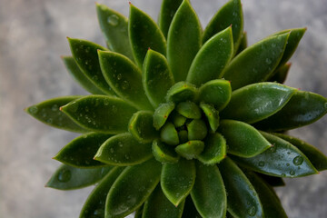 Green succulent plant, indoor plants. Agavoide molded wax.