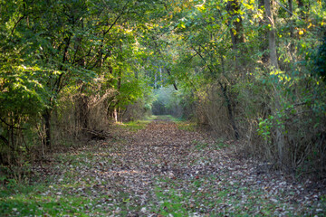 Serene, calming meditative scene of green forest path with gentle dappled light and copy space. Selective focus draws the eye toward destination.