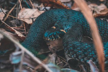 Naklejka premium snake in the forest
