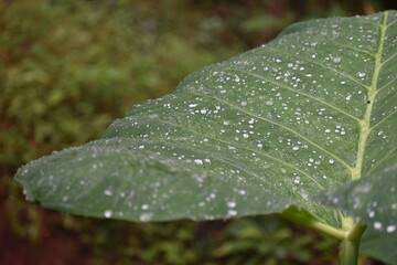water drops on leaf