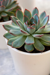 Echeveria Hercules Succulent live decorative househol plant in pot, copy space