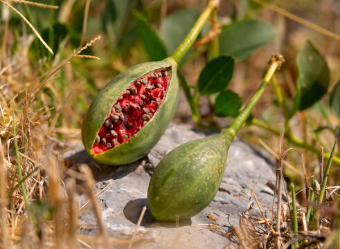 Fruits with seeds of a climbing plant Capparis spinosa