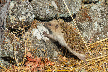 Hedgehog (erinaceus albiventris) hidding in the field