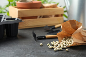 Raw dry peas, gardening tools and wooden crate on black table. Vegetable planting